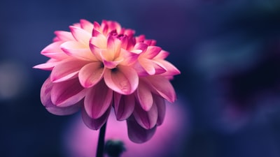 选择聚焦粉红色花瓣的花的照片
